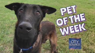 🐾 Pet of the Week 9/27/24