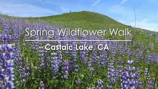 Spring Wildflower Walk, Castaic Lake, CA