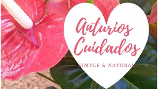 ANTURIO  cuidados y trasplante🌿❤️ //simple y natural