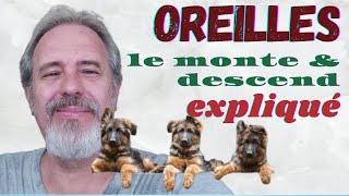 OREILLES QUI MONTENT ET QUI DESCENDENT