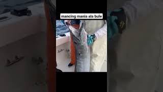 Mancing ikan besar di laut ala bule #mancing #shorts