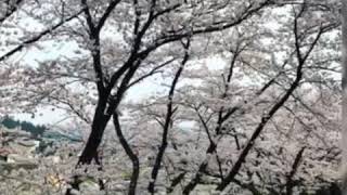 Takayama Sakura