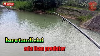 Baru tau‼️ mancing di sungai,, ternyata banyak ikan tarpon nya