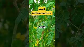 Anti inflammatoire #moringa #antiinflammatoire #artrite #santé