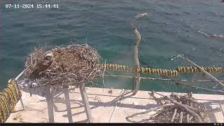 Port Lincoln Osprey 07.11.2024 15:34