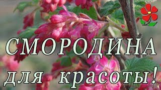 Декоративные смородины! Неожиданно, красиво, просто!