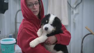 Meet Toothless - a "Great Bernese" puppy