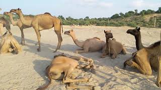 Camel Sitting And Relaxing in Desert Pakistan #camel #desert #sahara