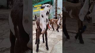 Hyderabadi Goat Kid male