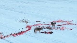 Wolf pack feeding on freshly-killed deer in northern Minnesota