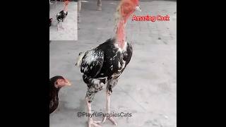 Amazing Cock 😍💞       #short #shorts #shortsfeed#viral #viralvideo #Cock #happy #comedy #cocklover