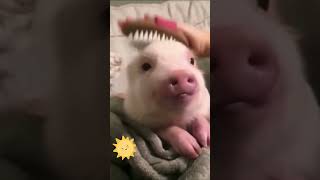 Super Spoiled & Pampered Cute Little Pig! #shorts