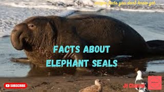 5 Interesting facts About Elephant Seal, Unique facts you don't know yet…