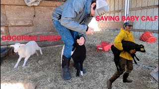 RESCUING BABY CALF & doctoring sheep #savingbabyCalf #wormingsheep #hisea #momma cow