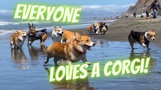 “Everyone Loves A Corgi” Bay Area Meetup - Fort Funston, August 2022