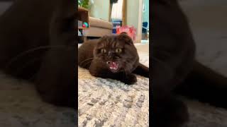 Kitty can sang #shorts #kitty #cats