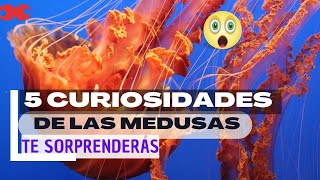 Las MEDUSAS son INCREÍBLES. ¿Es cierto que son de agua?