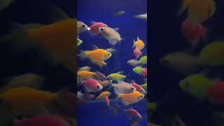 Aquarium Fish/ Tetra Fish/ Colourful Fishes #aquriamfish #viral #shorts #rdsaquatics