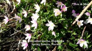 Spring Flowers, Holmestrand, Norway / Весенние цветы, Холместранд, Норвегия