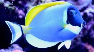 Care for Powder Blue Tang 粉藍吊 Acanthurus leucosternon