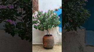 beautiful Catharanthus flower Plant🌺!! #flowers #naturediscuss #youtubeshorts