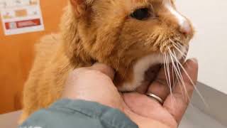 Rikki Littles goes to the Vet  #pet #animal videos