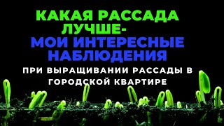 Какая рассада лучше , мои  наблюдения