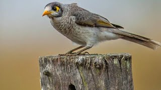 The Noisy Miner