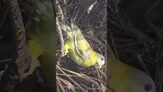 Beautiful Bird named Yellow Footed Green Pigeon #pigeon #pigeons #birds #watch #love #look #birding