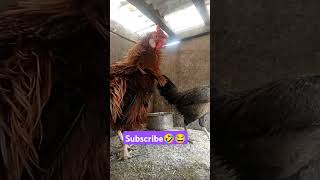 400₹😂🤣 subscribe please ❤️ #funny_chicken #husbandwifetamilcomedy #kozhi_koothugal #funny #comedy