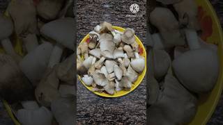 ଛତୁ ତରକାରୀ //mushroom 🍄 curry recipe #shortsvideo  #youtubeshorts  #viralvideo  #shorts #viral