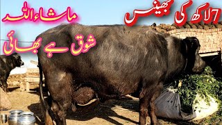 انتی زیادہ قیمت بھینس ماشاءاللہ||اختر بھائی کا شوق||اتنا قیمت جھوٹا ماشاءاللہ||شوق کی کیا بات ہے