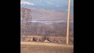 Bull Elk, Grande Ronde Valley