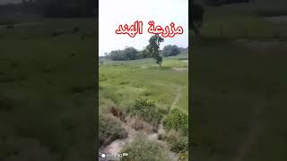 ولقد سبقت كلمتنا لعبادنا المرسلين