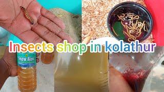 பூச்சிக்கடை கொளத்தூரில் | blooodworms, tubifex worms, super worm & mealworms #aquarium  #flowerhorn