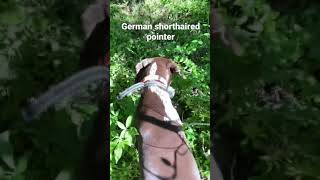 6 month Gsp traps and points out turtle while playing fetch