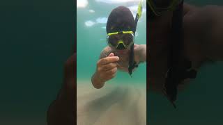 Snorkeling day #new #florida #blessed #content #summer #snorkeling #ocean #scuba #trend #shorts