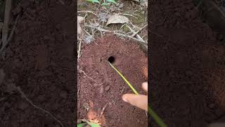 Surprise ending the last Venomous ants attack crickets so cool #shorts