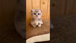 #shorts милые котята #video