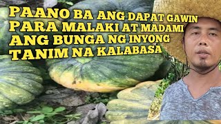 PAANO BA ANG PARAAN PARA MADAMI AT MALAKI ANG BUNGA NG KALABASA