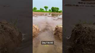 Day 1 to 60 Rice crops