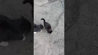 Little Black Kitty And Big Black Cat Rubs Against Each Other