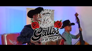 Flor Hermosa - Gallos de la Rosa (Live Video)