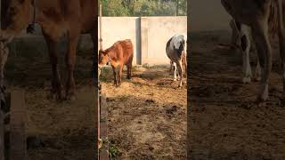 #haryana #hood #cow #breeding #animals #shorts #shortvideo #ytvideo