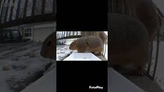 Excuse me, but I need a refill. #feedingsquirrels #nature #squirrels #backyard #peanuts