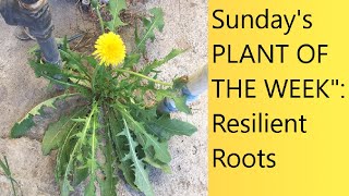 (Video 20) Sunday's PLANT OF THE WEEK | Resilient Roots| Bob Ross Advice | Weekly Journal | 5,8,22.