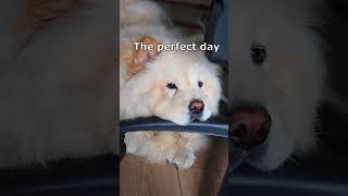 The Perfect Day 🤣 #chowchow #lazy #teddybear #dogs