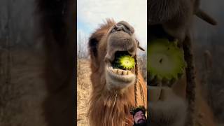 Eating Sound camel #shorts #camel #trending