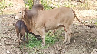 cow meeting village/cow vs bull meeting/village cow farming/village animals videos village cow bull