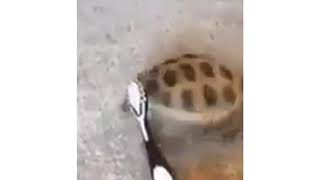 Turtle dancing for 1minute long